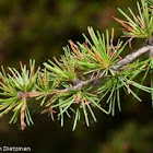 Western Larch