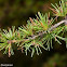 Western Larch