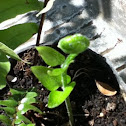 Helecho Fern
