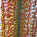 Heath leaved Banksia