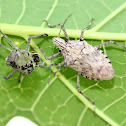 Shieldbug and Exuvia
