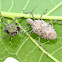 Shieldbug and Exuvia