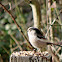 Long Tail Tit