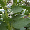 Broad Bean, Fava Bean
