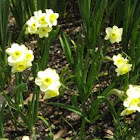 Minnow daffodil