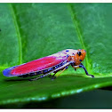 red vietnamese leafhopper
