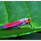red vietnamese leafhopper