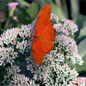 Dryas Iulia Butterfly
