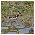 Northern Lapwing