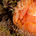 Emperor Shrimp