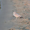 Sea Gull