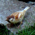 Eurasian Tree Sparrow