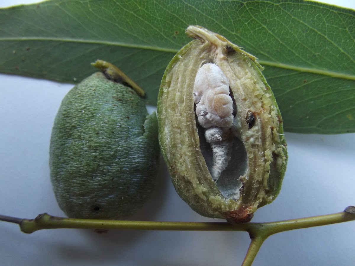 Acorn gall dissection