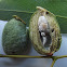 Acorn gall dissection