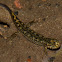 Unknown Salamander