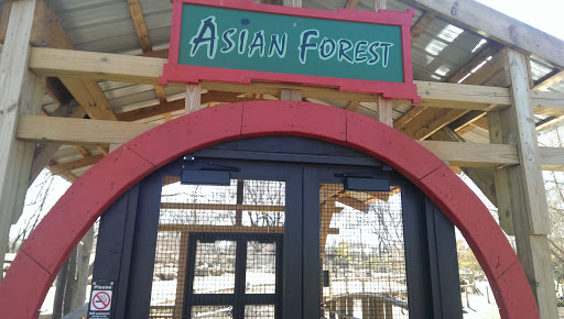 Asian Forest