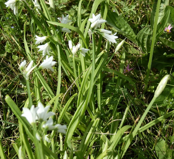 Three cornered garlic/onion weed Project Noah