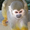 Common Squirrel Monkey 