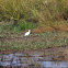 Little Egret