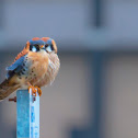 American Kestrels