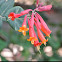Coral Honeysuckle
