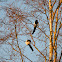 Eurasian Magpie