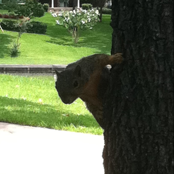 Spotting Image 1
