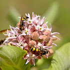 Showy Milkweed