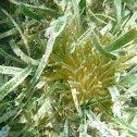 Sea Anemone