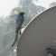 Black Drongo