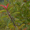 Laurel Sumac