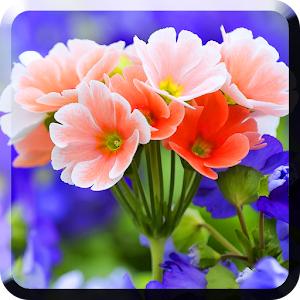 Flowers Live Wallpaper.apk 1.0.0