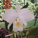 Orquidea Catleya