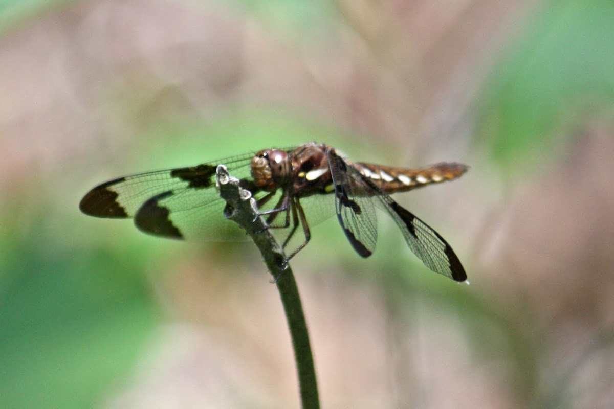 Twelve-Spotted Skimmer