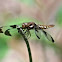 Twelve-Spotted Skimmer