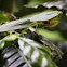 Hooded Mantis