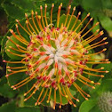 Pincushion Protea