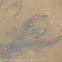 Red Swamp Crayfish; Cangrejo Rojo Americano
