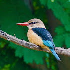 Brown-hooded Kingfisher