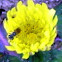 Small Carpenter Bee