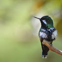 Colibrí cola de pincel