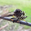 Common Yellow Robber Fly with prey