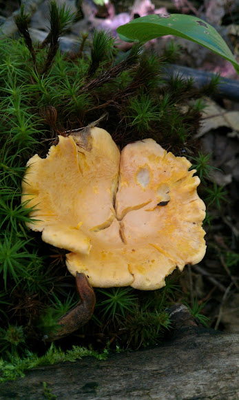 Spotting Image 1