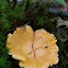 Chanterelle