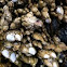 Gooseneck Barnacle