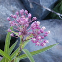 Swamp Milkweed