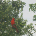 Northern Cardinal