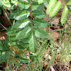 Staghorn Sumac