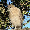 Black-crowned Night Heron (juvenile)
