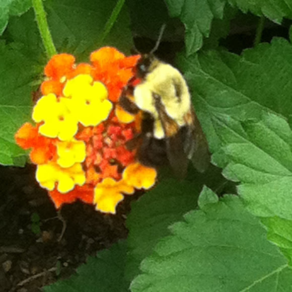Spotting Image 1